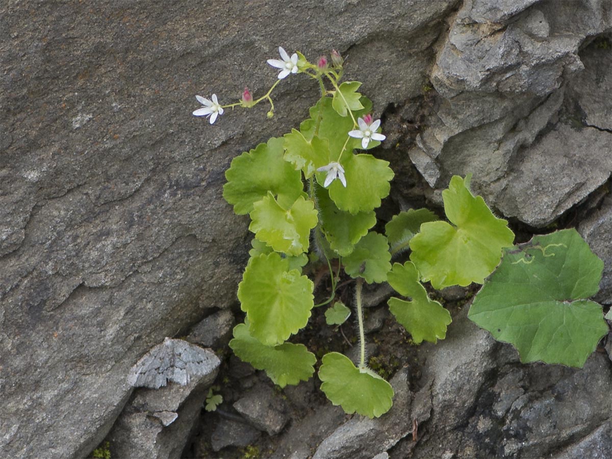 Saxifraga rotundifolia